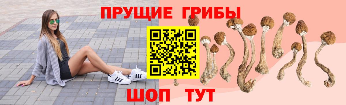 Вязники  Галлюциногенные грибы Psilocybine cubensis  Вход с VPN 